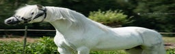 Dressyr hästar till salu: Dream Welsh Pony 10yrs - Annons 5