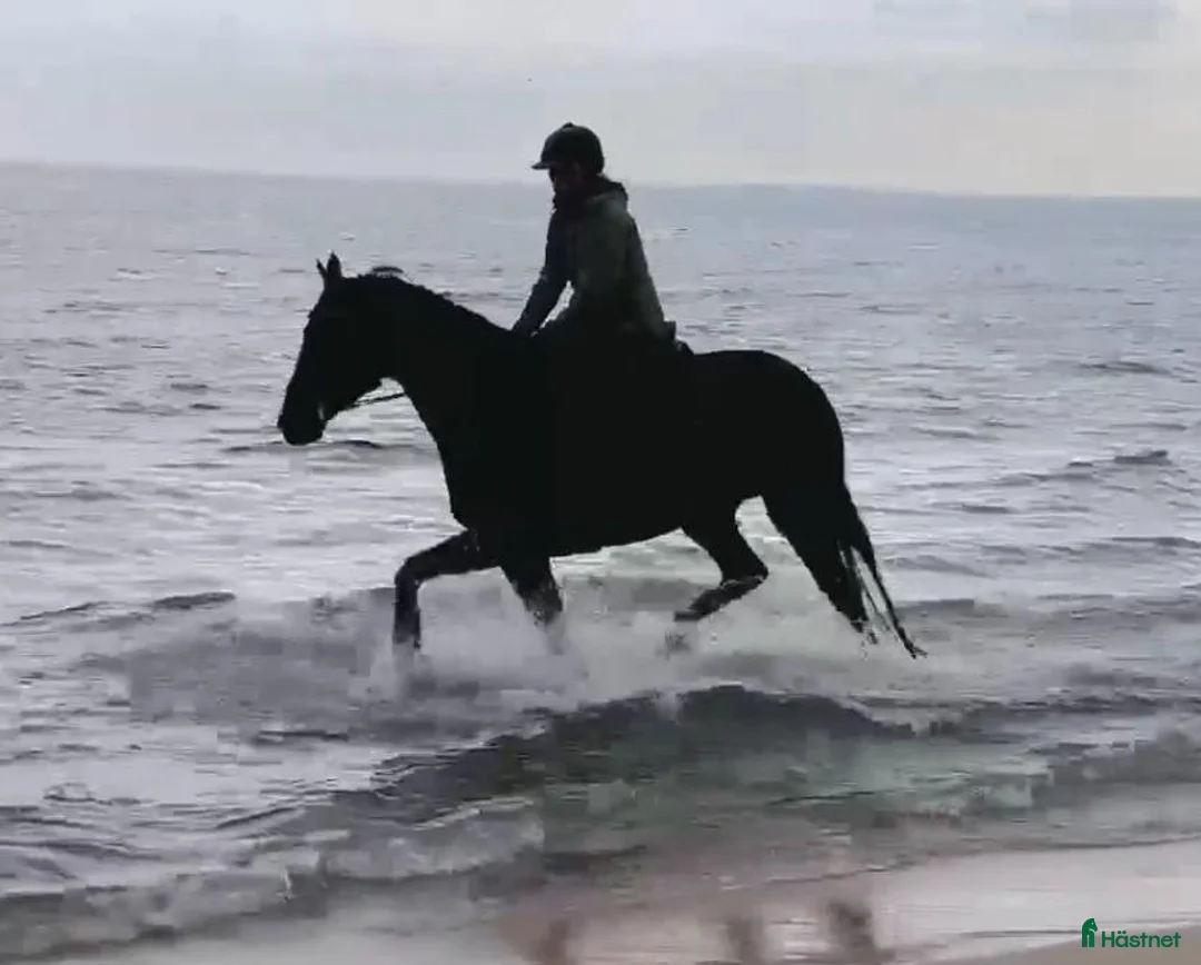 Dressyr hästar till salu: ✨ Lyxig valack söker sitt rätta hem ✨ - Annons 2