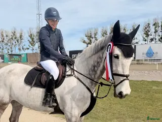 hästar Fantastisk häst som kan både hoppning o dressyr🤩 - Annons 3