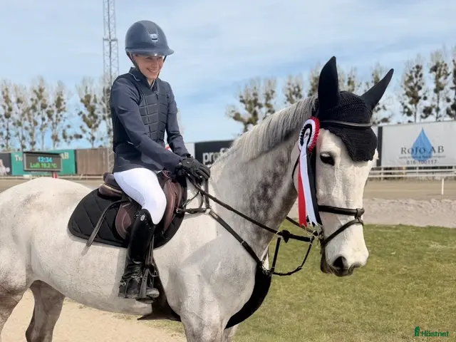 hästar till salu: Fantastisk häst som kan både hoppning o dressyr🤩 - Annons 10