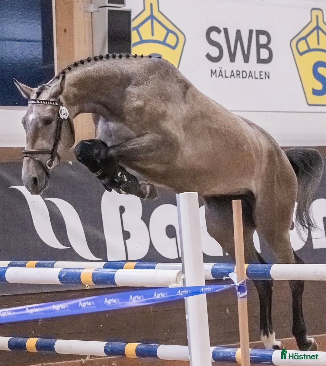  hästservice finnes: Utbildning och träning av häst i Skärholmen - Bild 8