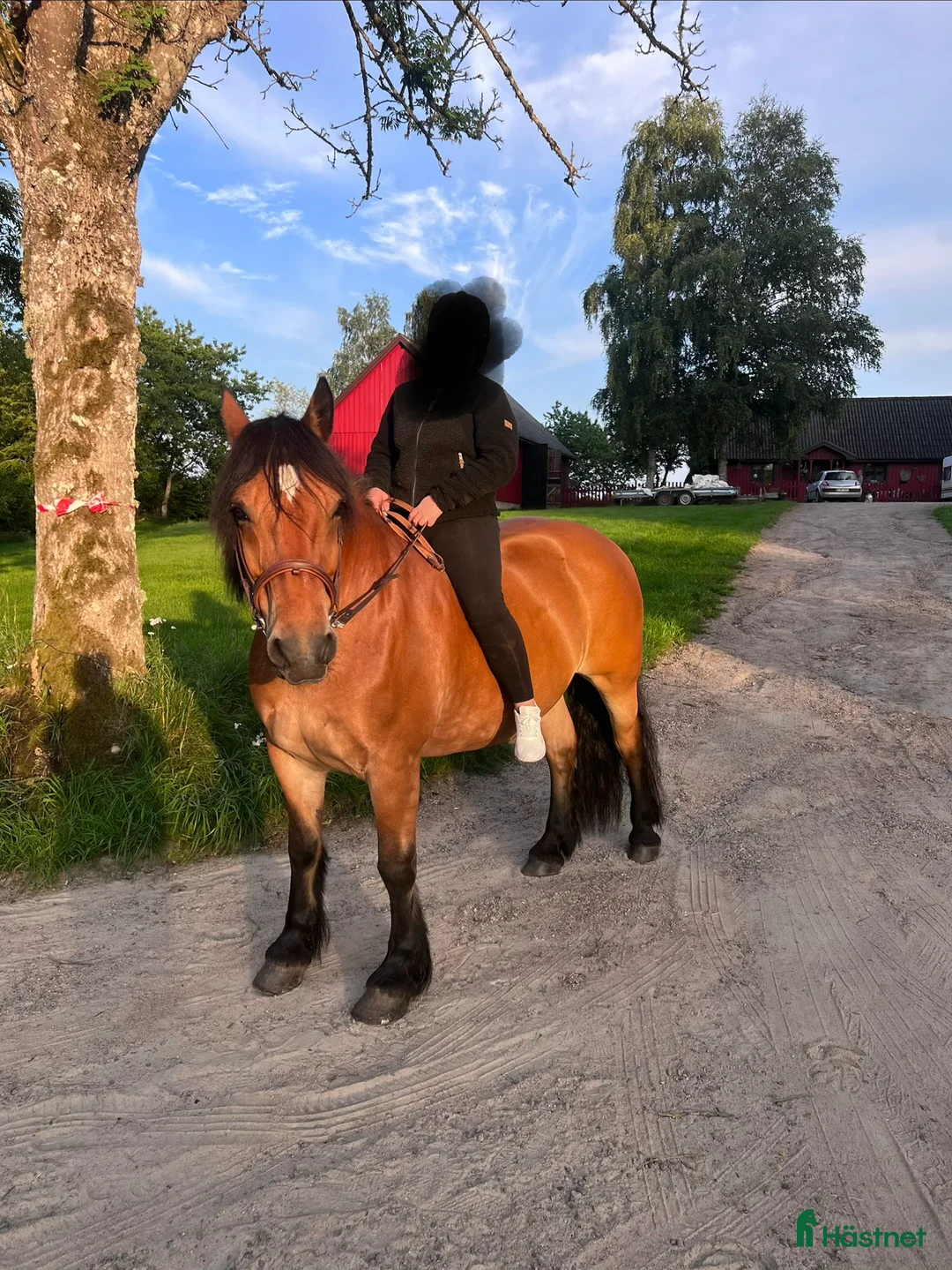 Allround hästar till salu: Världens snällaste skogsmulle / tanthäst i Hörja - Annons 4