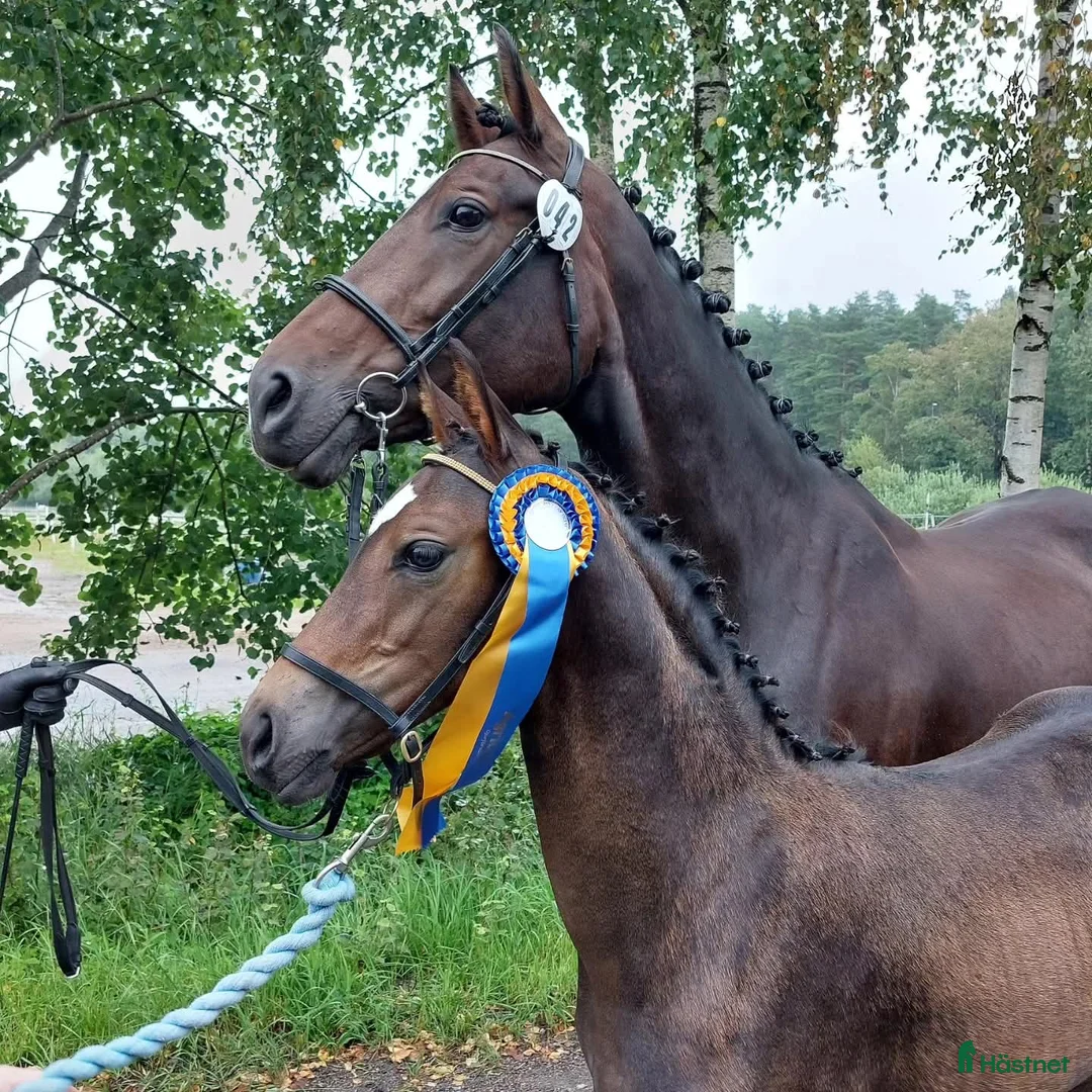 Avelshästar hästar till salu: Fint sto till avel - Annons 7