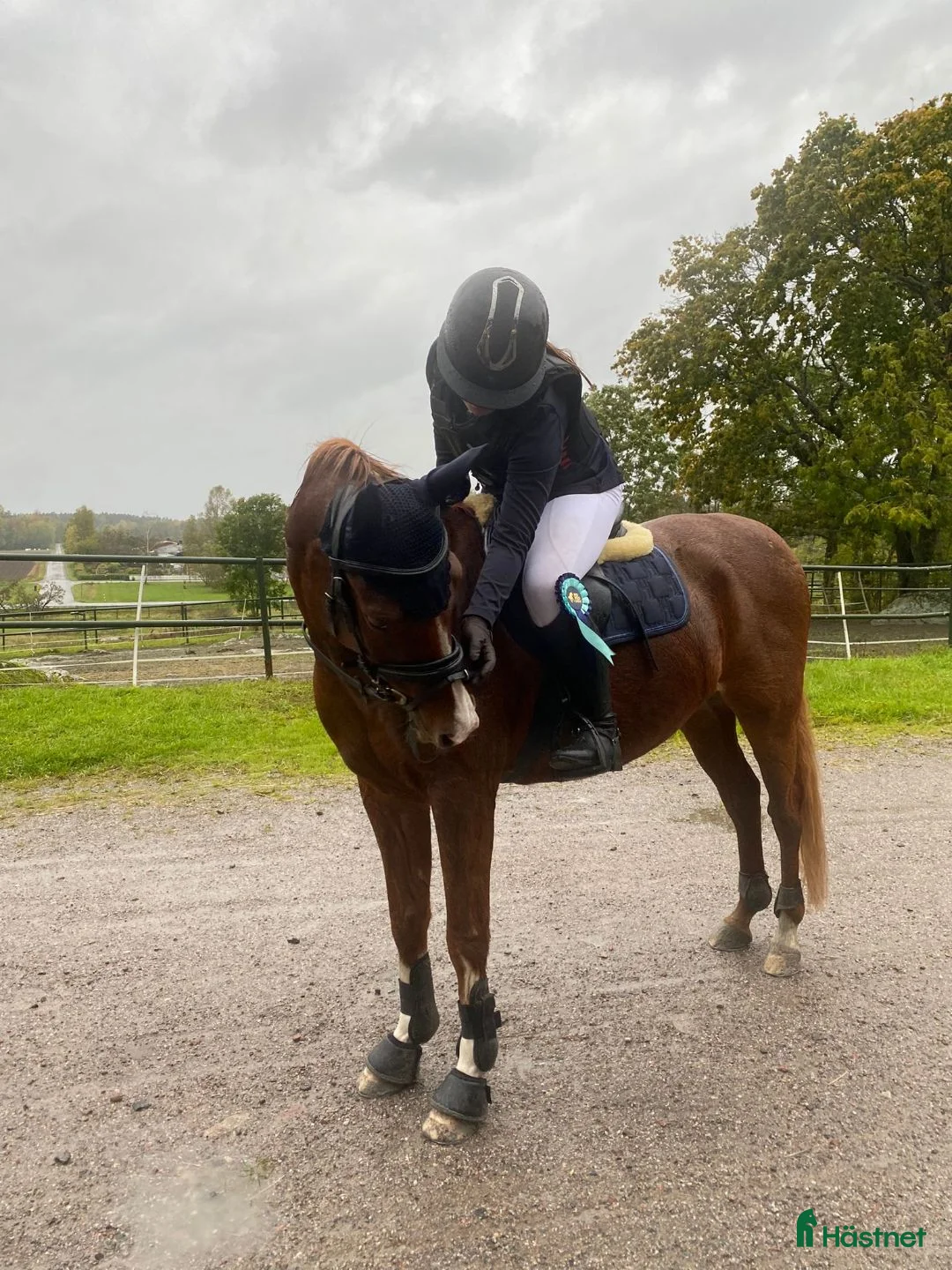 Allround hästar till salu: Bästa ponnyn Gunnar söker ny kompis i Vätö - Annons 5