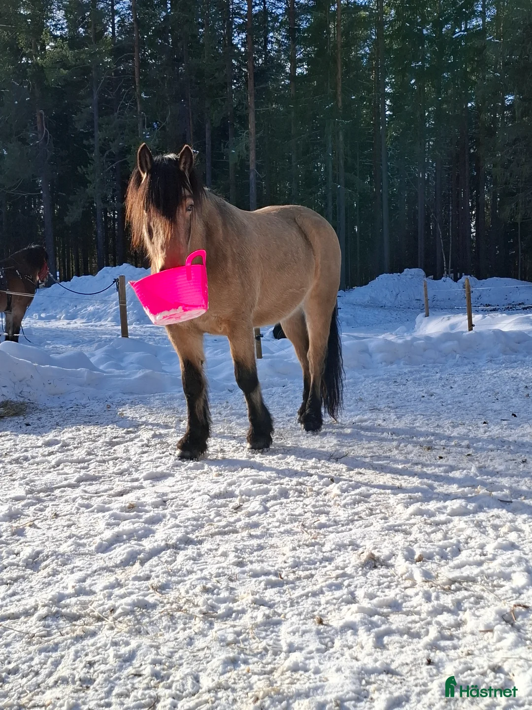 Allround hästar till salu: We, Turridning, Western, Monte - Annons 2