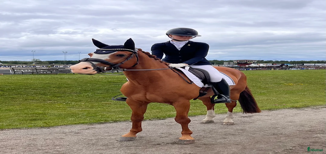 Galleribild {{count}}