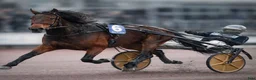 Trav hästar till salu: Avelsto/ ridhäst i Västerlanda - Annons 3