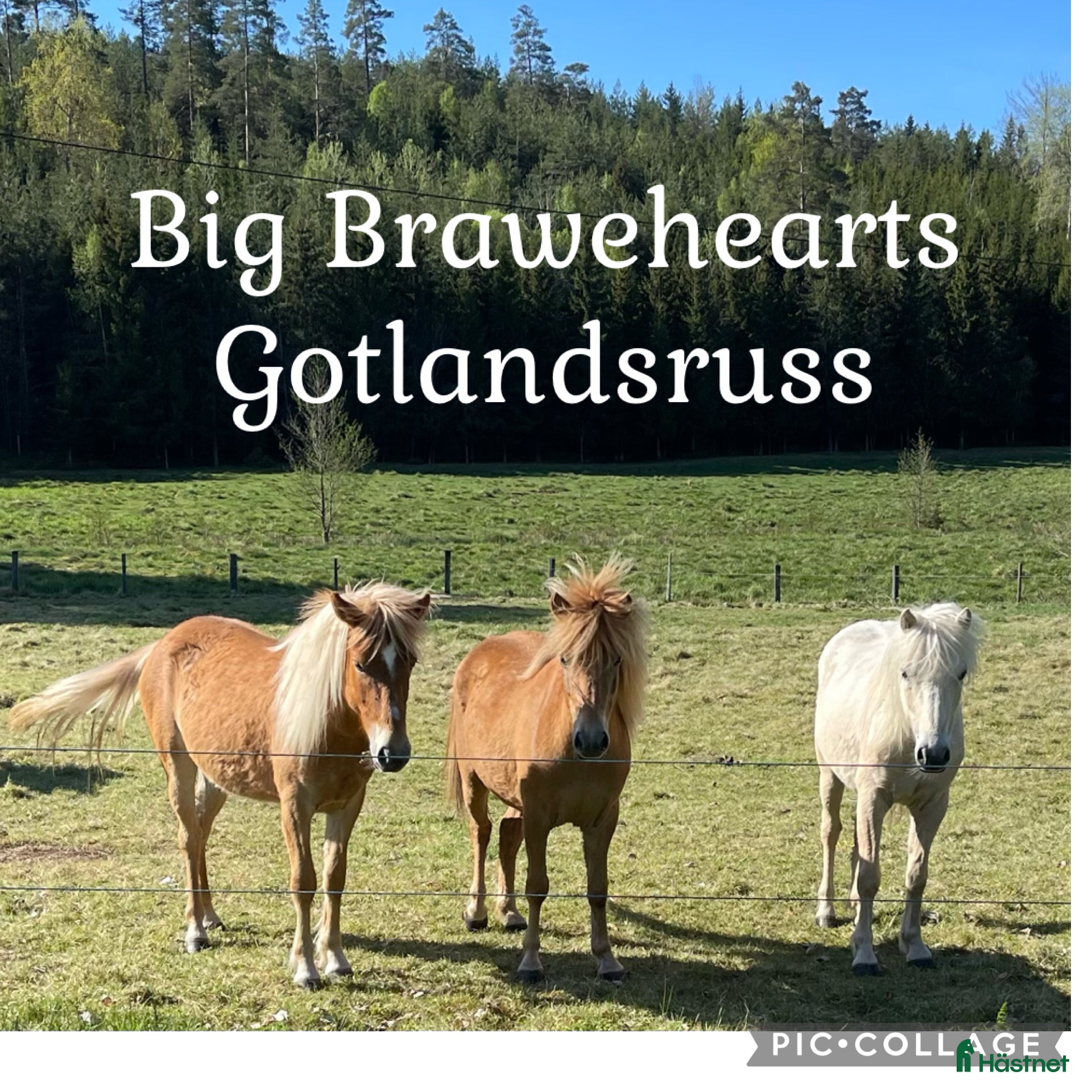  hästar Välkommen till oss på Big Brawehearts ! i Ulrika - Annons 4