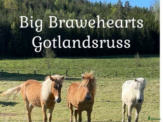 hästar Välkommen till oss på Big Brawehearts ! i Ulrika - Annons 4