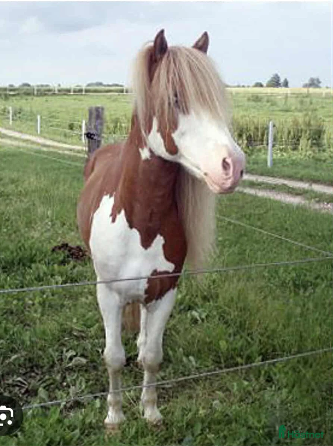 Island hästar till salu: Ester från Röja  - Annons 6
