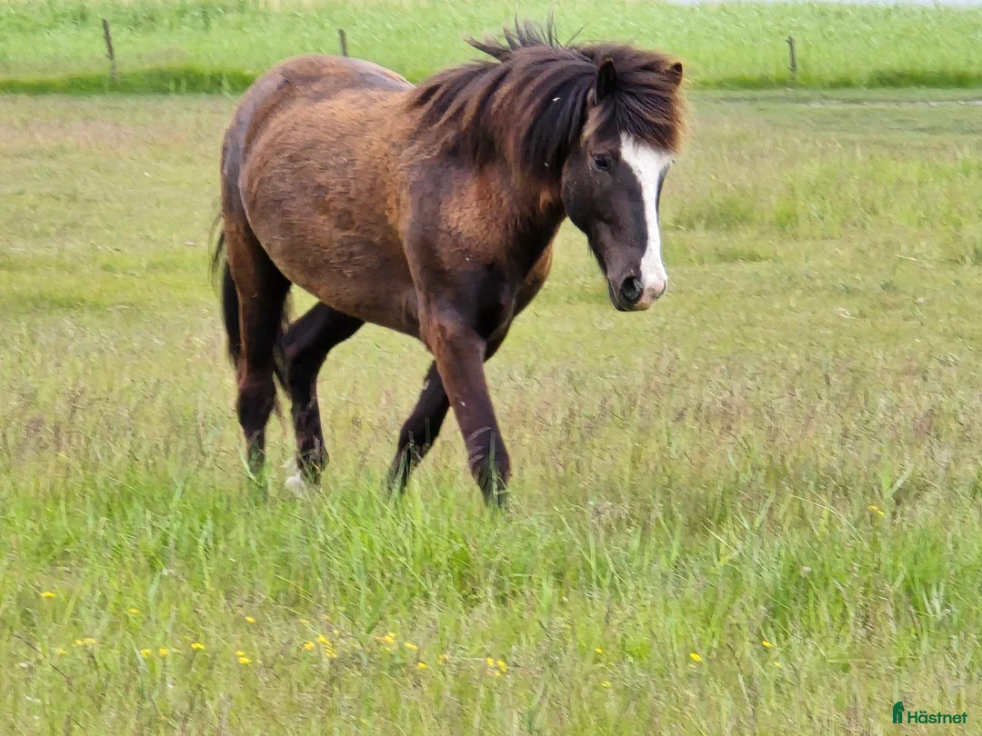 Island hästar till salu: Samtliga hästar  - Annons 2