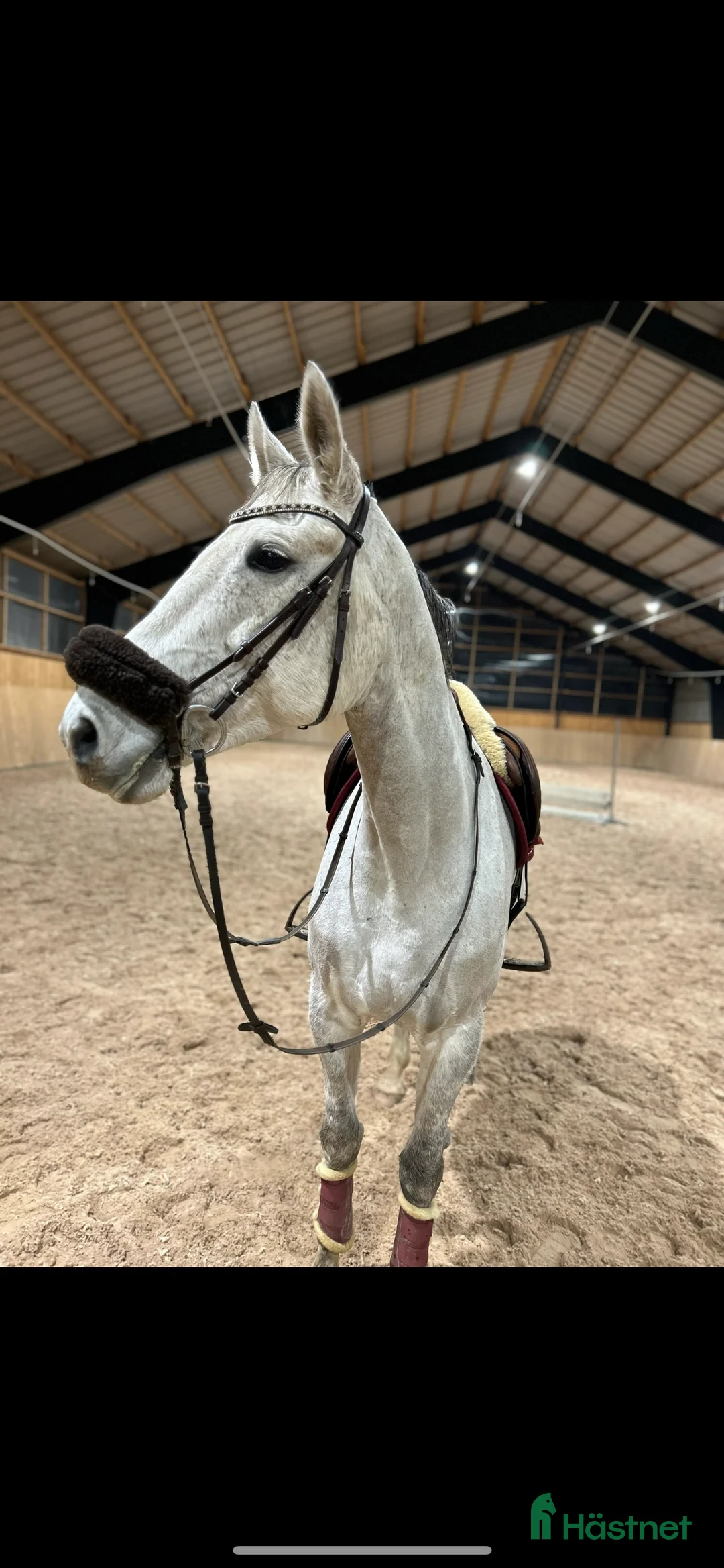 Allround hästar till salu: Perfekt läromästare/ övergångshäst  i Helsingborg - Annons 4