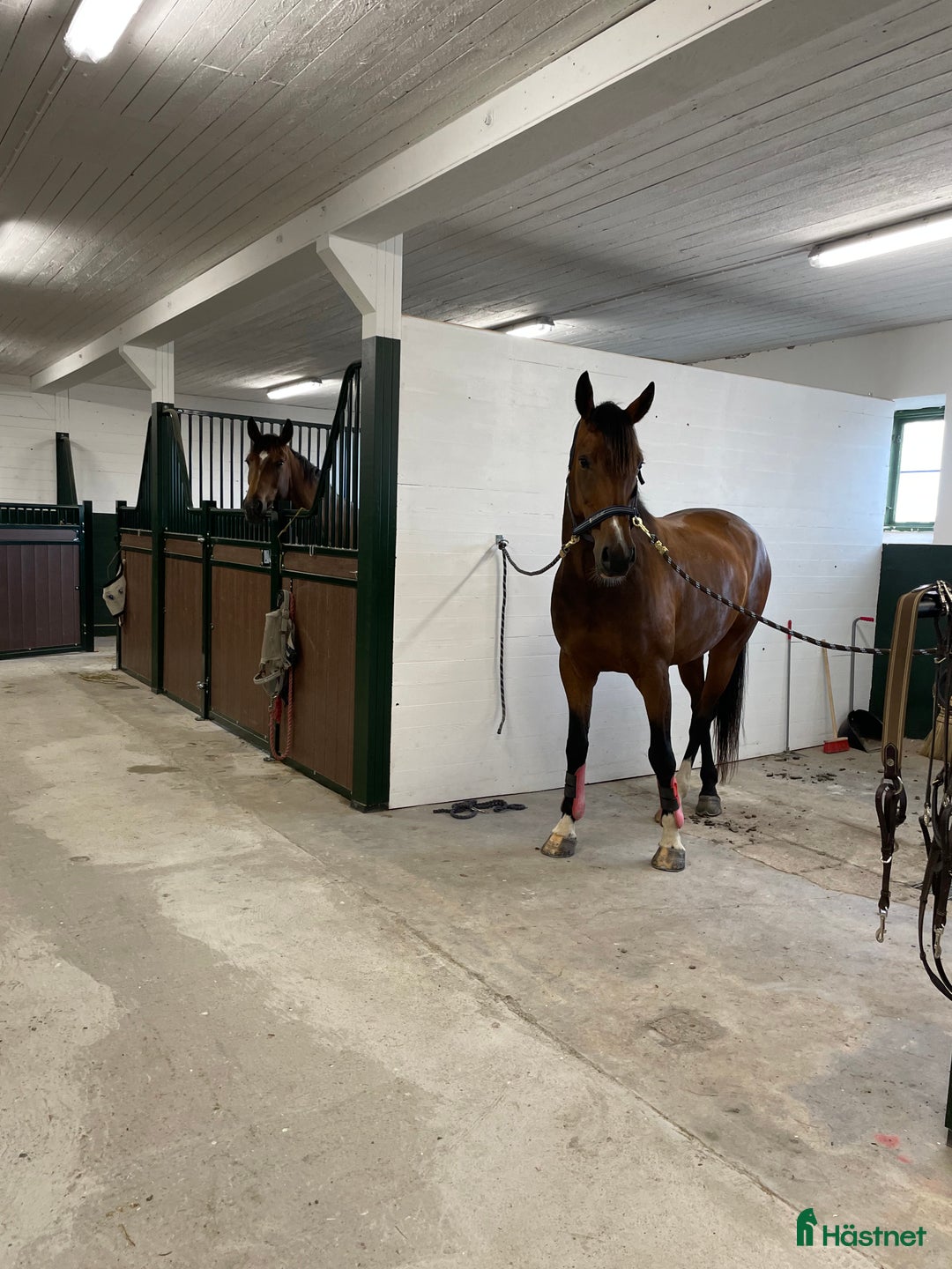  stallplats finnes: Ledig stallplats i Strängnäs för sto eller valack i Strängnäs - Annons 5