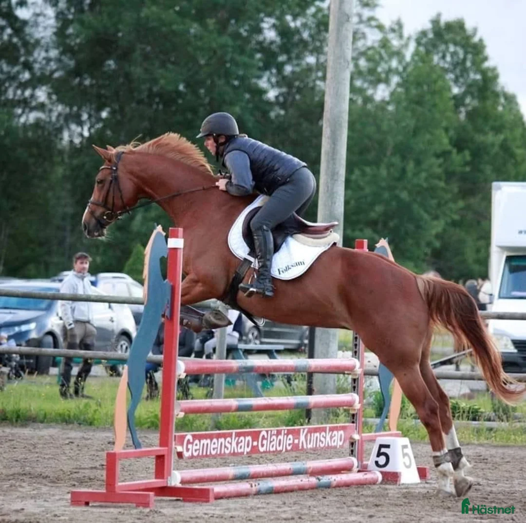 Allround hästar till salu: Allround sto med potential  - Annons 2