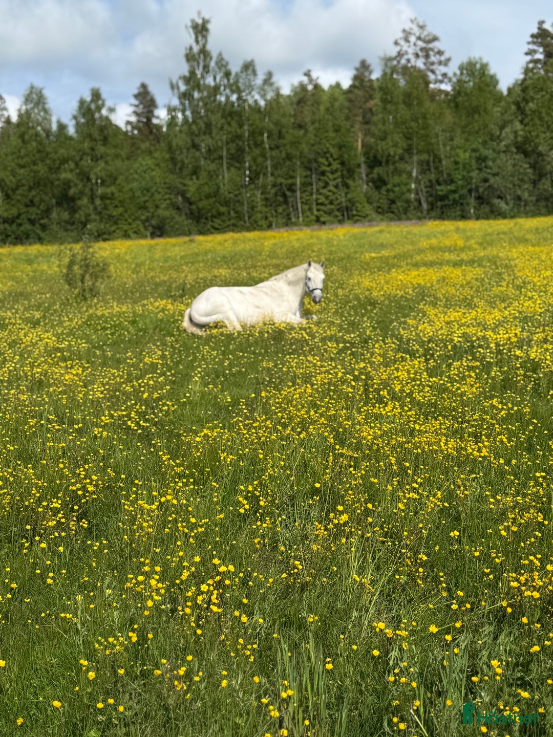 Allround hästar sökes: Häst sökes! i Vännäs - Annons 3