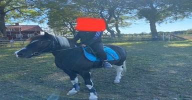  hästar i Skövde - Annons 7