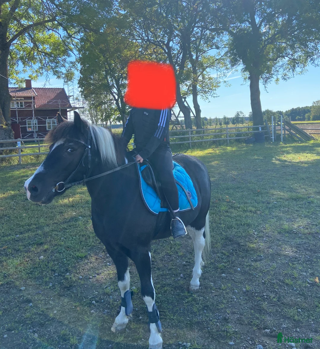 Allround hästar till salu: B-ponny i Skövde - Annons 3