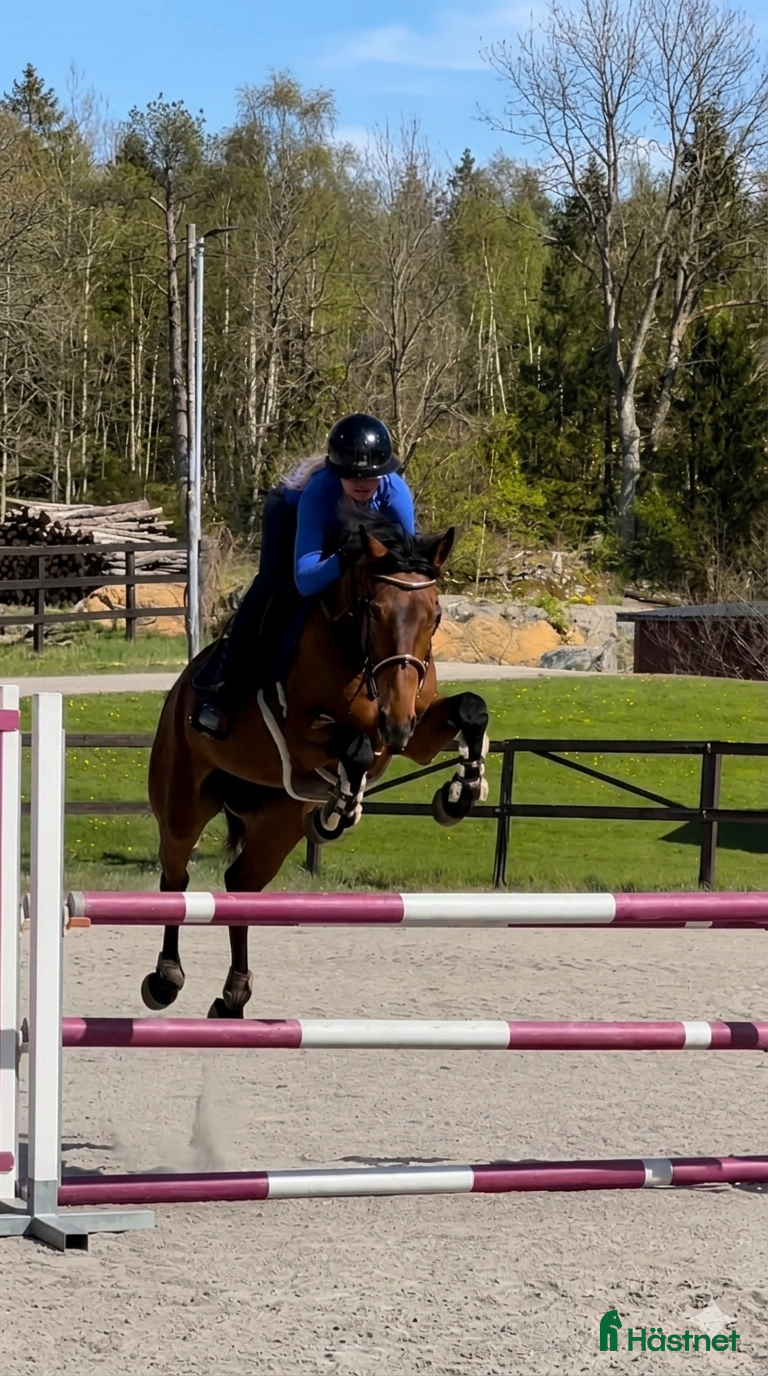  hästar Lovande ungponny med mycket potential🌟 - Annons 16