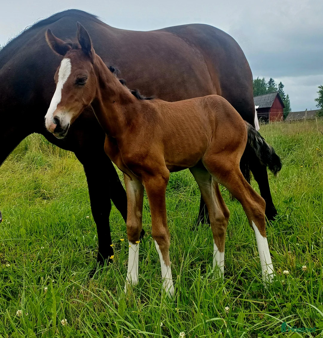 Allround hästar till salu: Snygg blivande dubbeltalang avlad för hållbarhet  i Kristinehamn - Annons 11