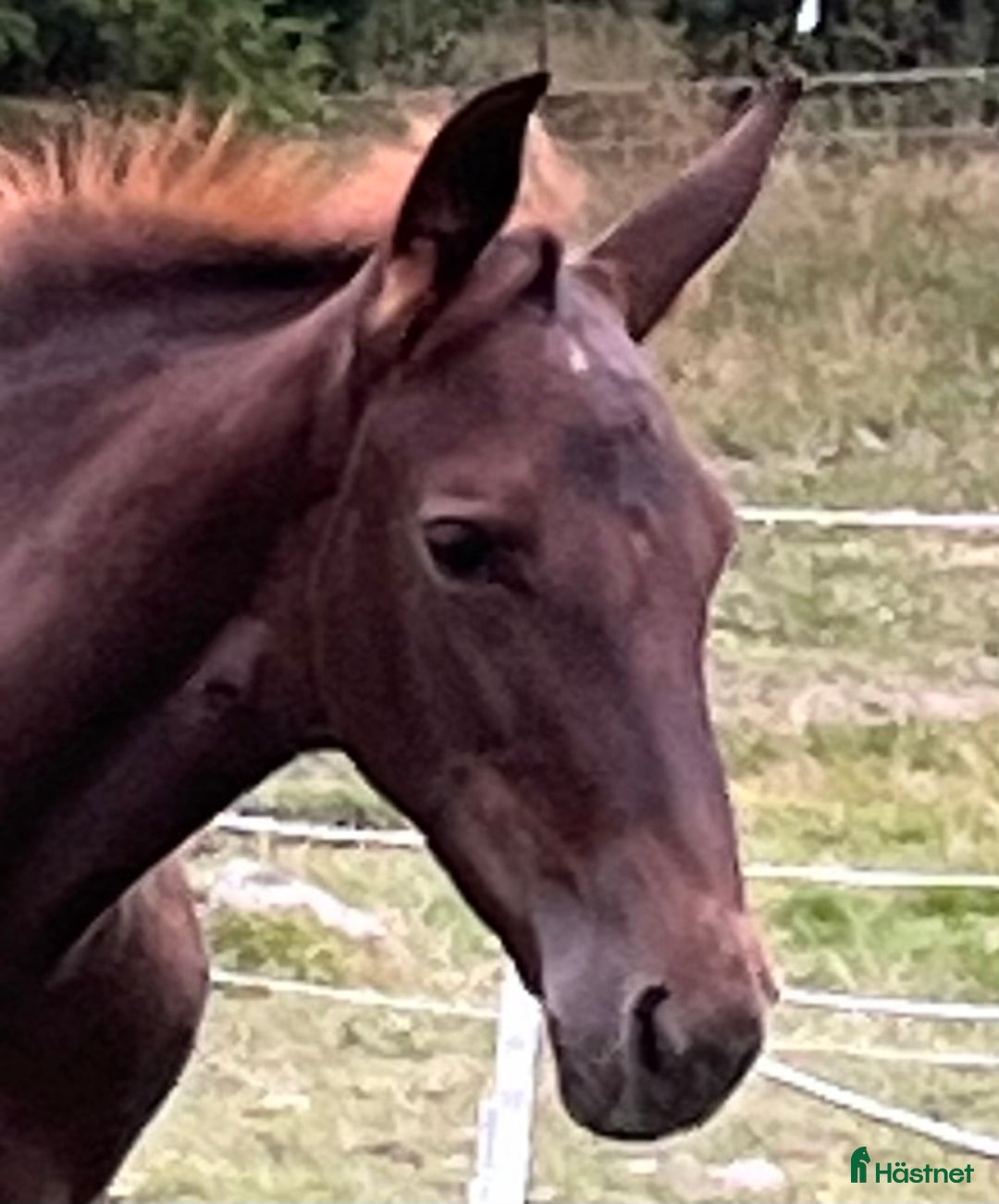 Trav hästar till salu: FUXSTO ÅRSFÖL i Norrköping - Annons 5