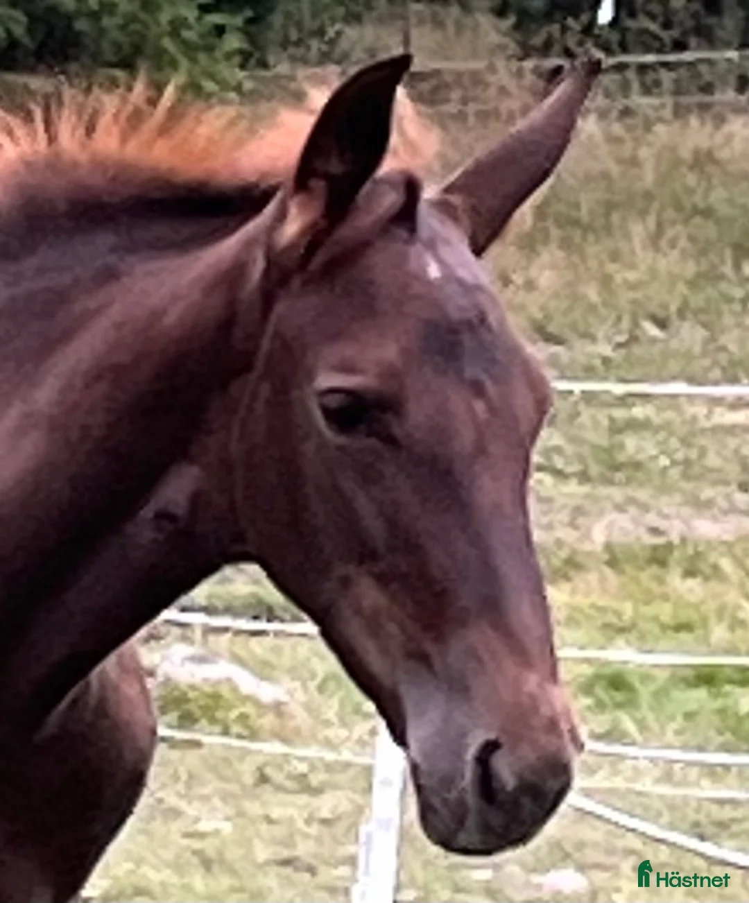 Trav hästar till salu: FUXSTO ÅRSFÖL i Norrköping - Annons 5