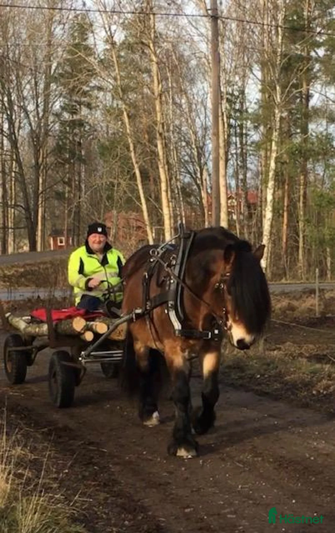 Allround hästar till salu: Nordsvensk hingst – River, född 2013 i Örebro - Annons 2