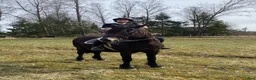Allround hästar till salu: Piggt kallblodssto  - Annons 4