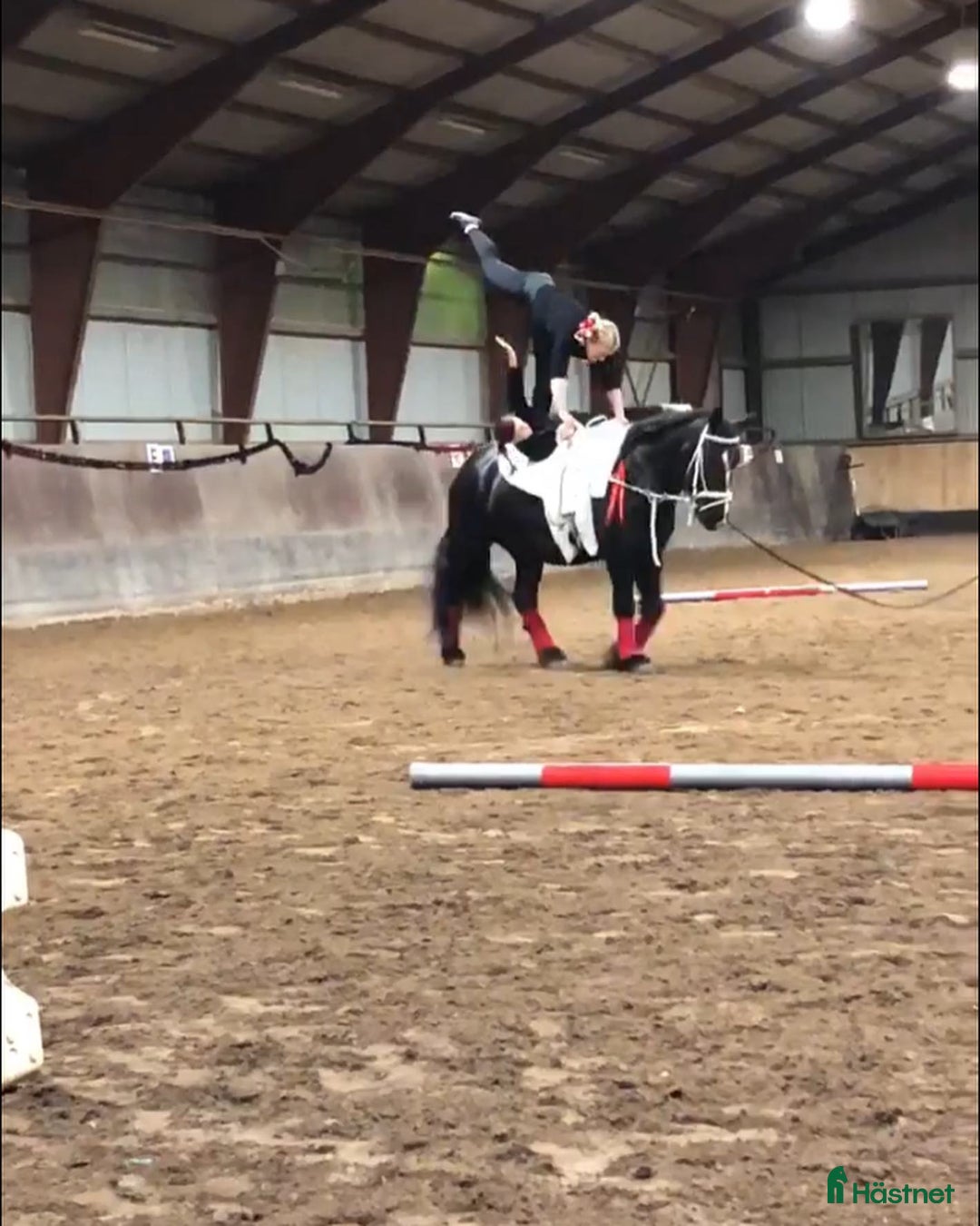 Allround hästar till salu: Super trevlig allround ponny för hobbyridning i Höör - Annons 1