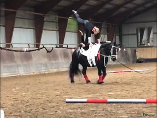 hästar Super trevlig allround ponny för hobbyridning i Höör - Annons 4