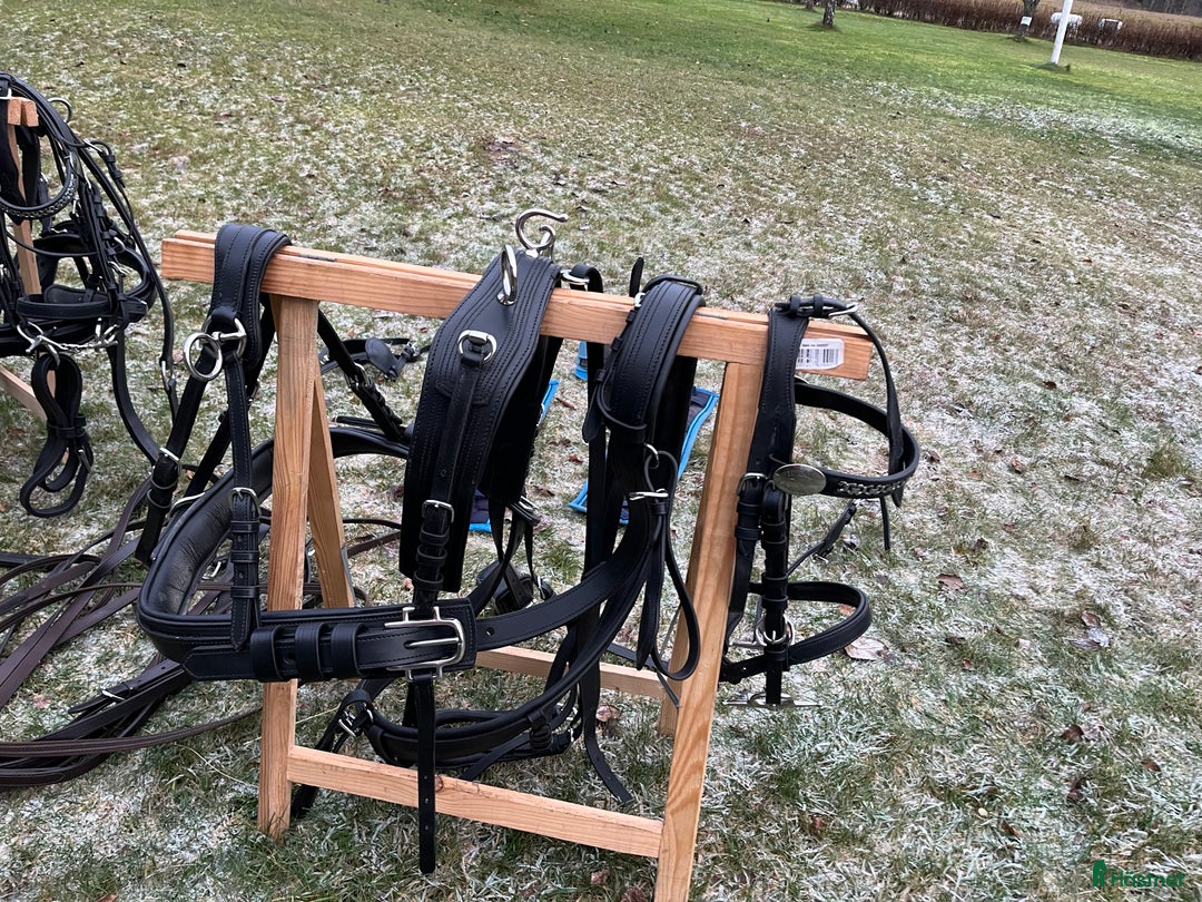 Körselar körning till salu: Parselar ponny Ideal i Västra Ämtervik - Annons 6