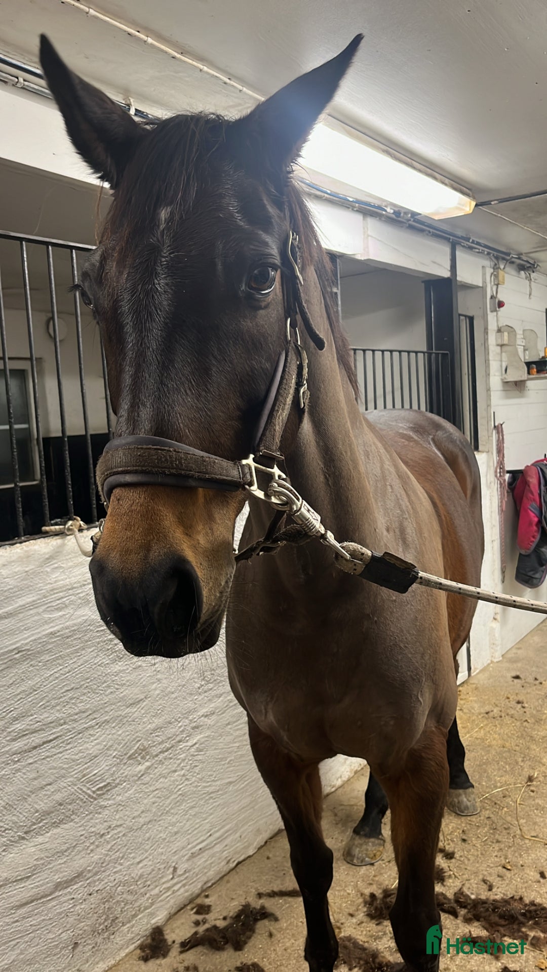 Allround hästar till salu: Fint sto med utstrålning  i Lerum - Annons 3