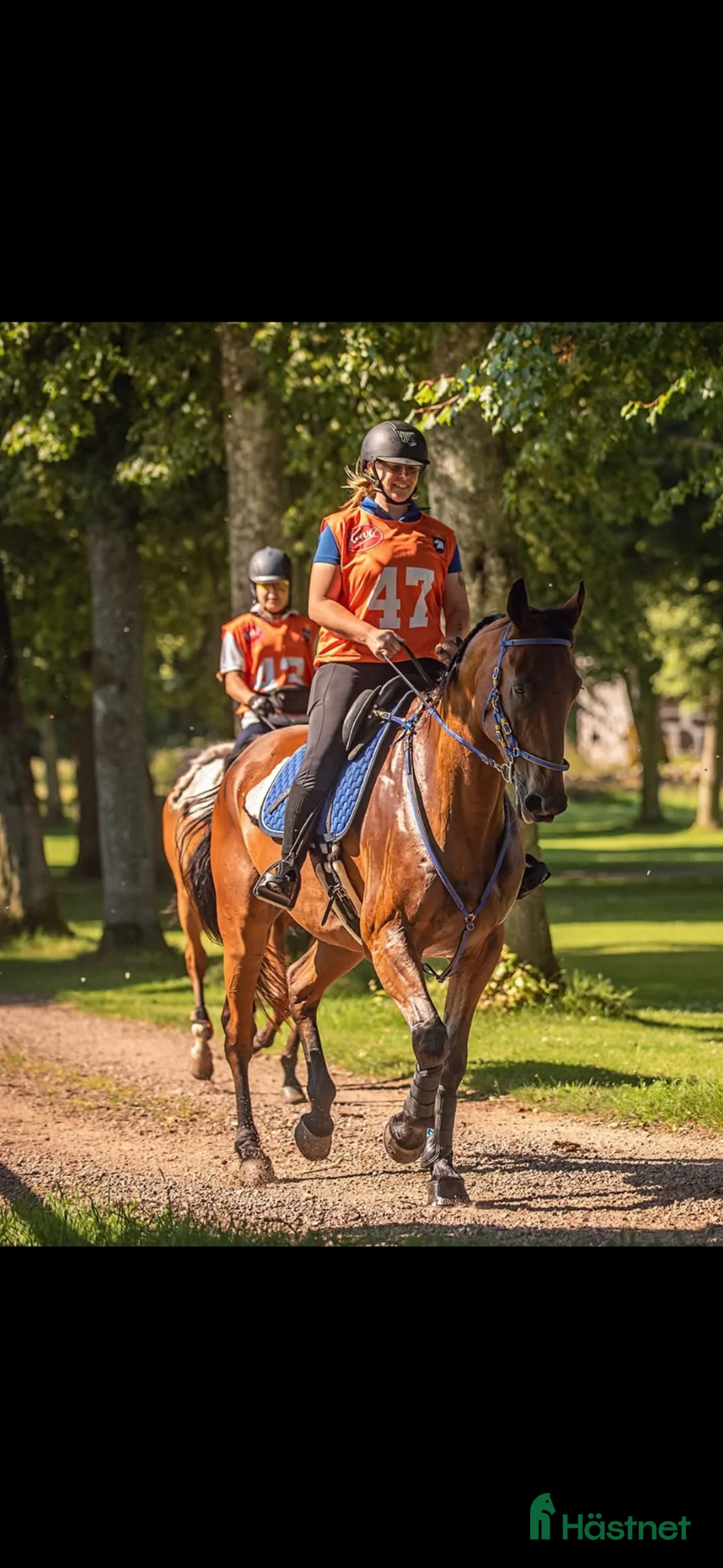 Distans hästar till salu: Mysfarbror för den hästvana - Annons 2