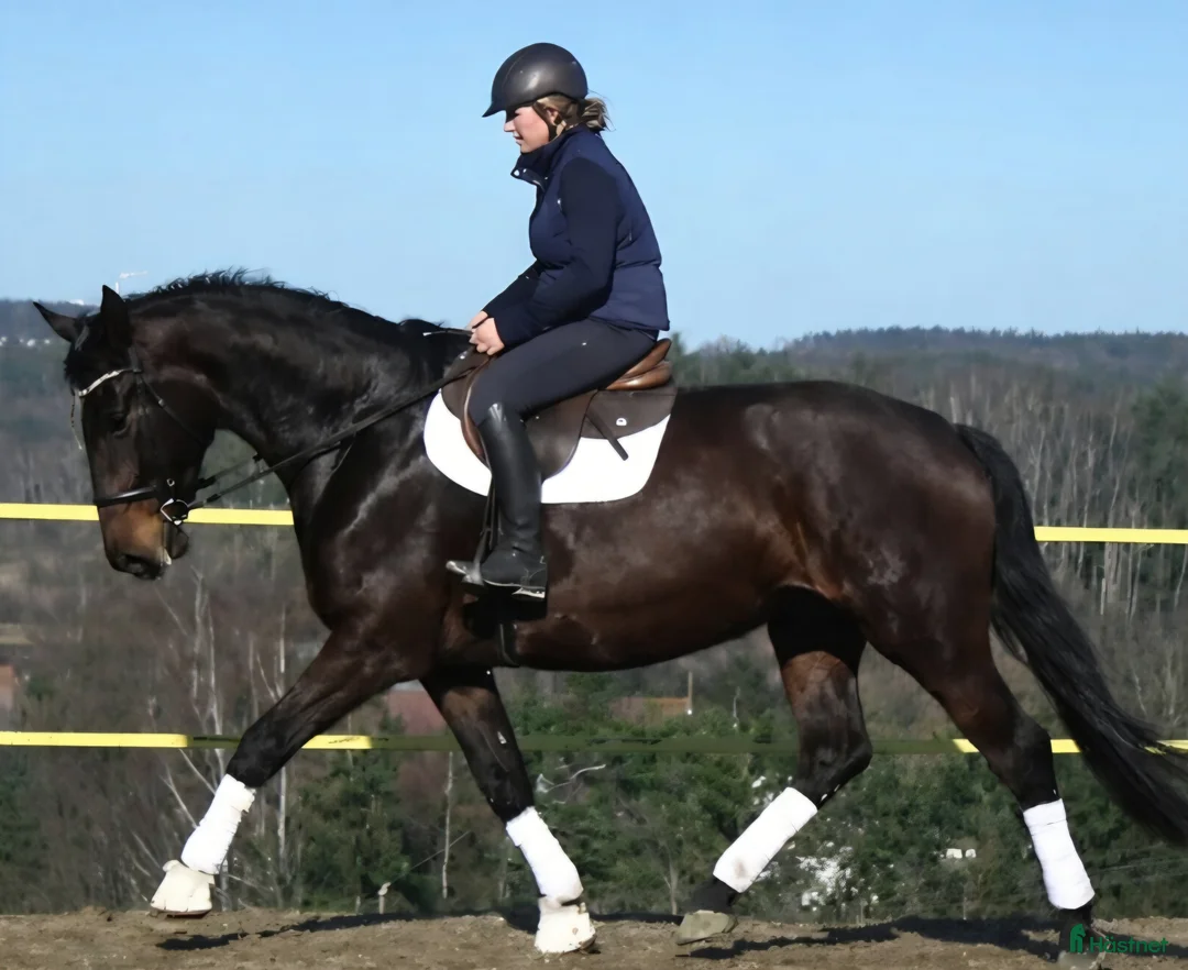 Allround hästar till salu: The Horse You’ve Been Waiting For - Annons 2