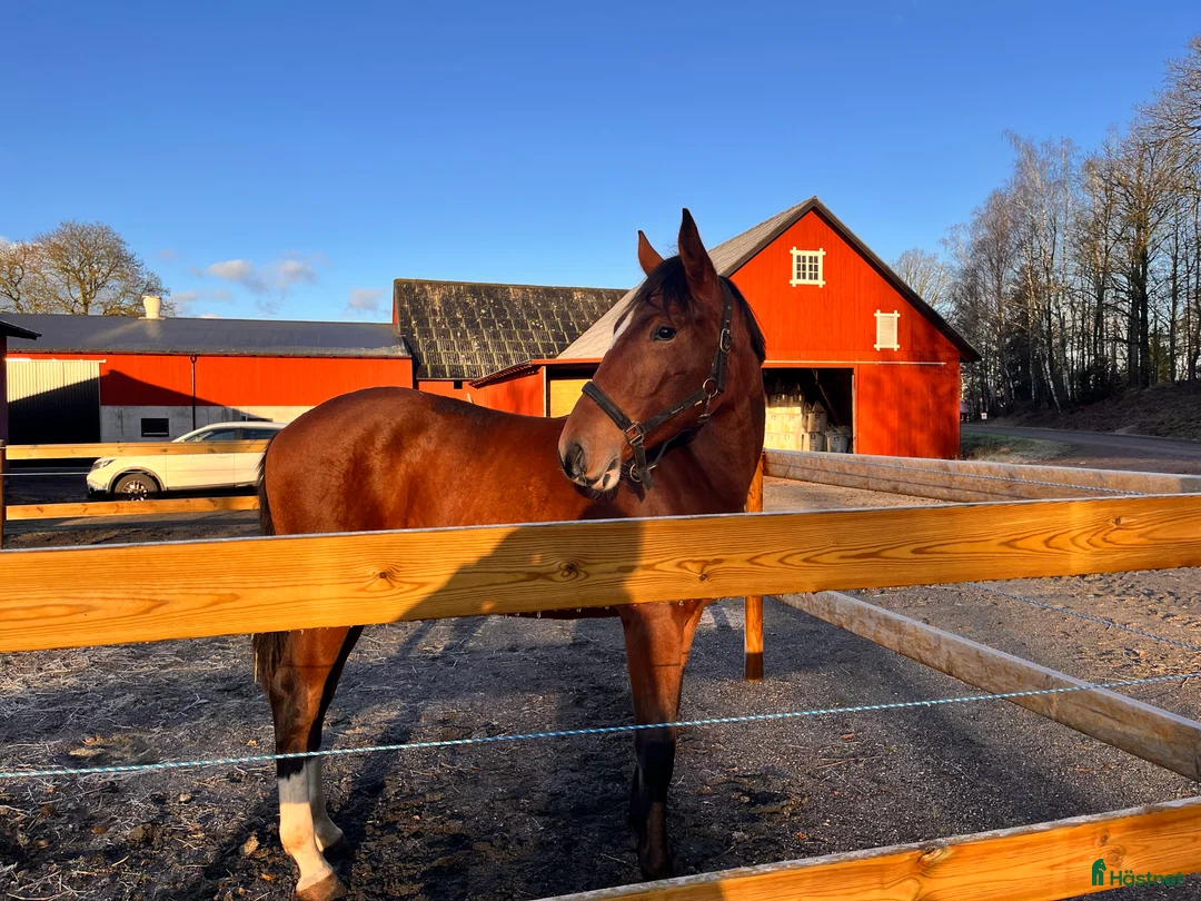 Hoppning hästar till salu: Asterix-Cabachon-Cardento för Sporten  i Götene - Annons 4