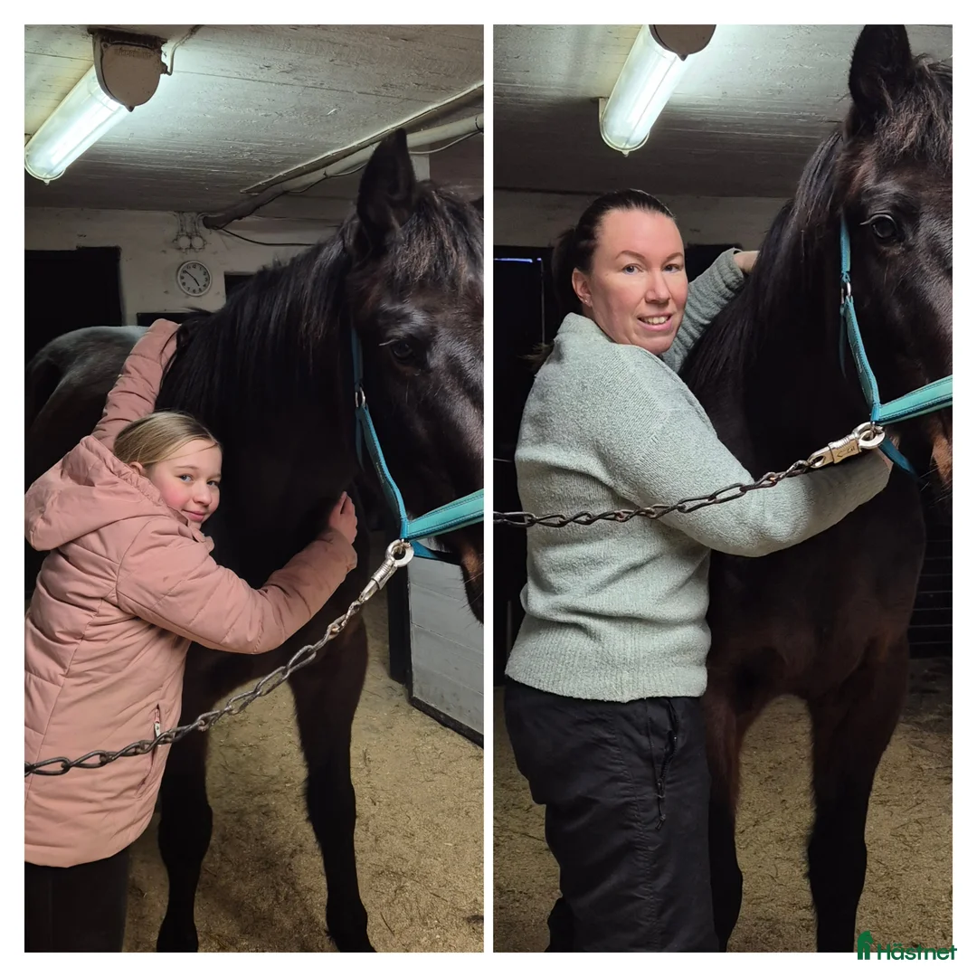 Övrigt hästar sökes: Söker skogsmullar till mor o dotter - Annons 1