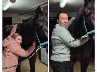 hästar Söker skogsmullar till mor o dotter - Annons 1