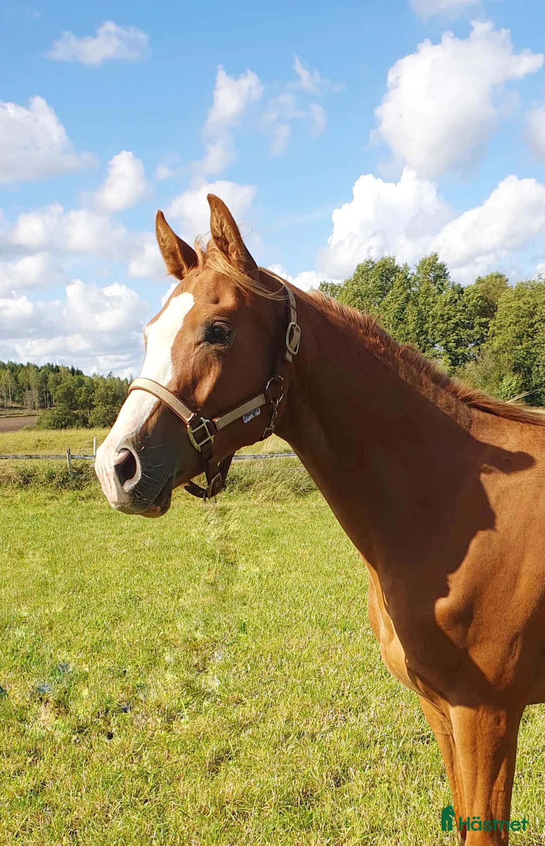 Hoppning hästar till salu: Vacker och talangfull treåring - Allrpund - Annons 1