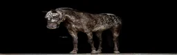 Hoppning hästar till salu: Amazing C-pony  - Annons 8