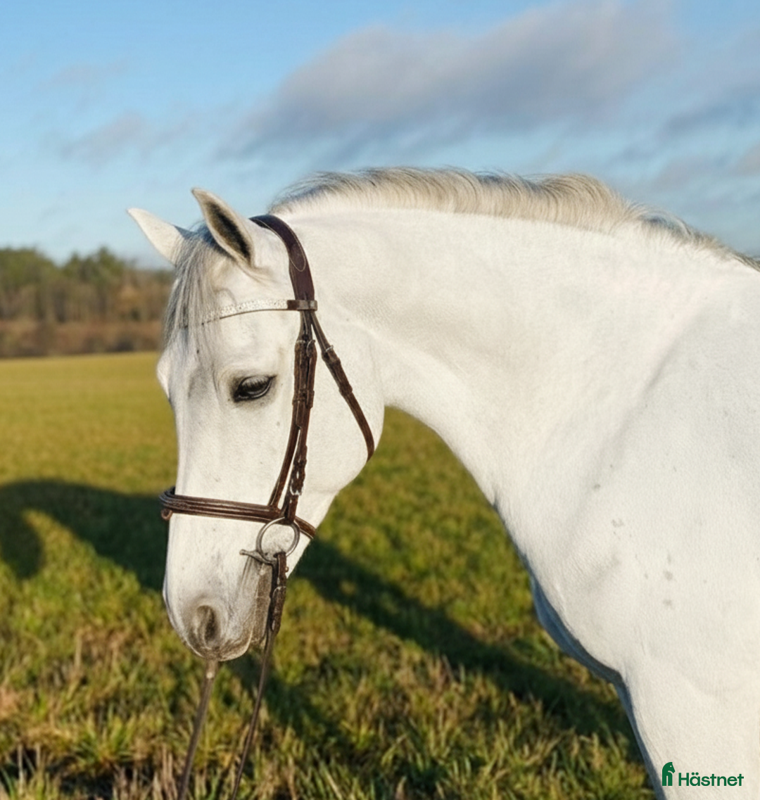 Allround hästar till salu: Trevlig allroundponny i Hjärtum - Annons 1