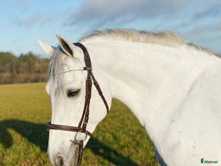 hästar Trevlig allroundponny i Hjärtum - Annons 10