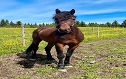 Allround hästar till salu: Nytt Pris!! Ståtlig 3-årig Kigermustangvalack i Offerdal - Bild 3