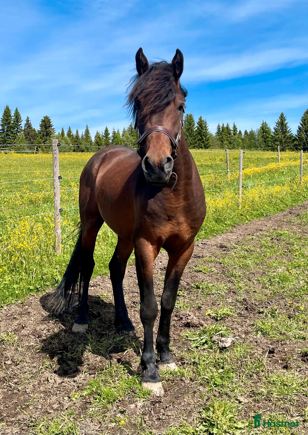 Allround hästar till salu: Nytt Pris!! Ståtlig 3-årig Kigermustangvalack i Offerdal - Bild 3