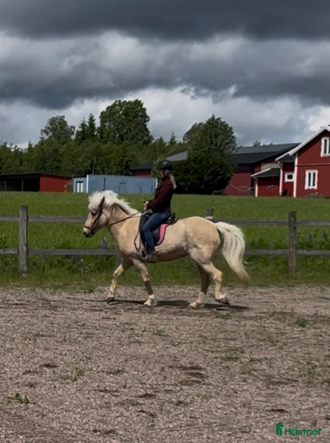 Island hästar till salu: Askurdotter - Annons 2