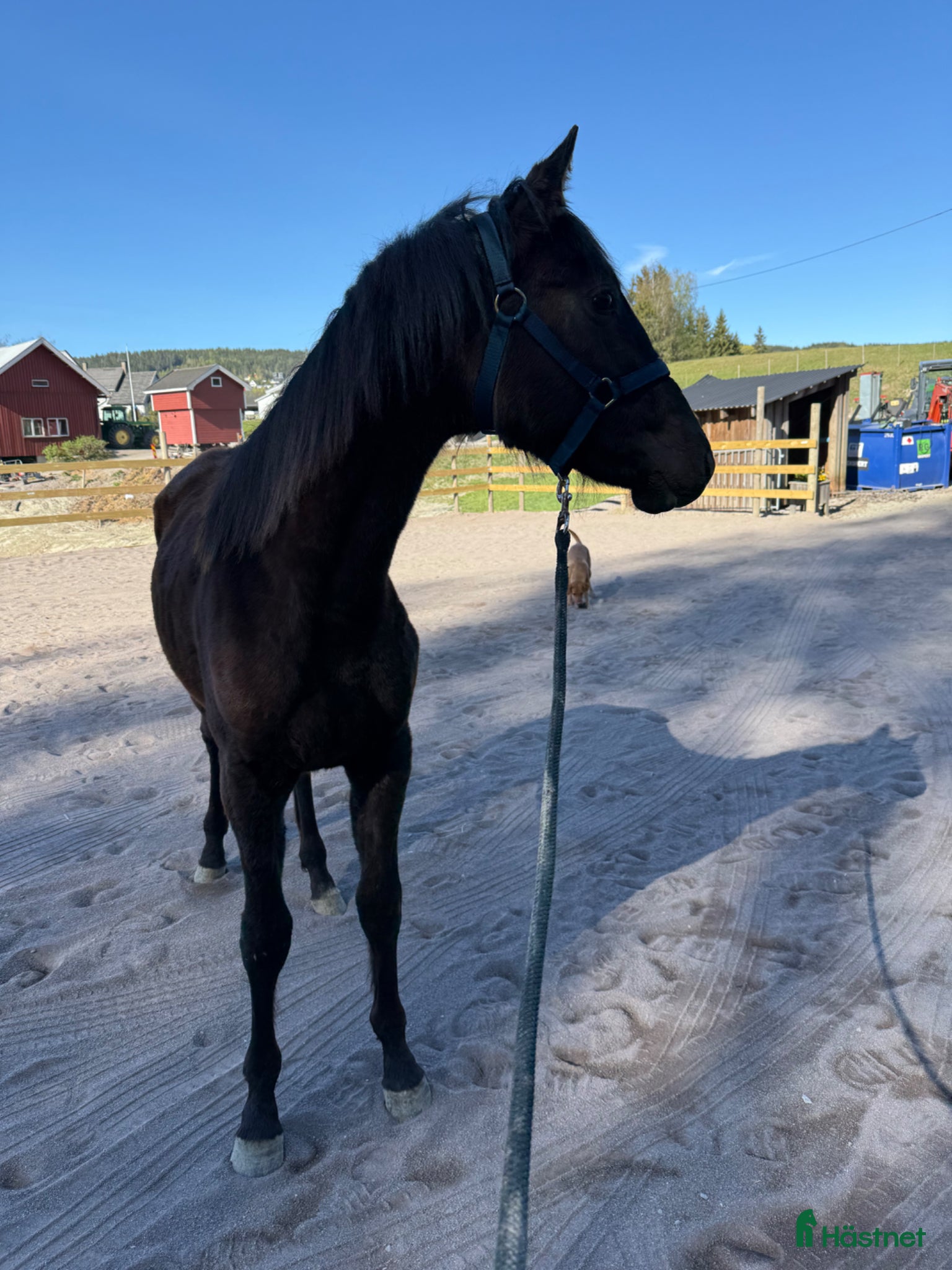  hästar Åringshoppe selges  - Annons 16