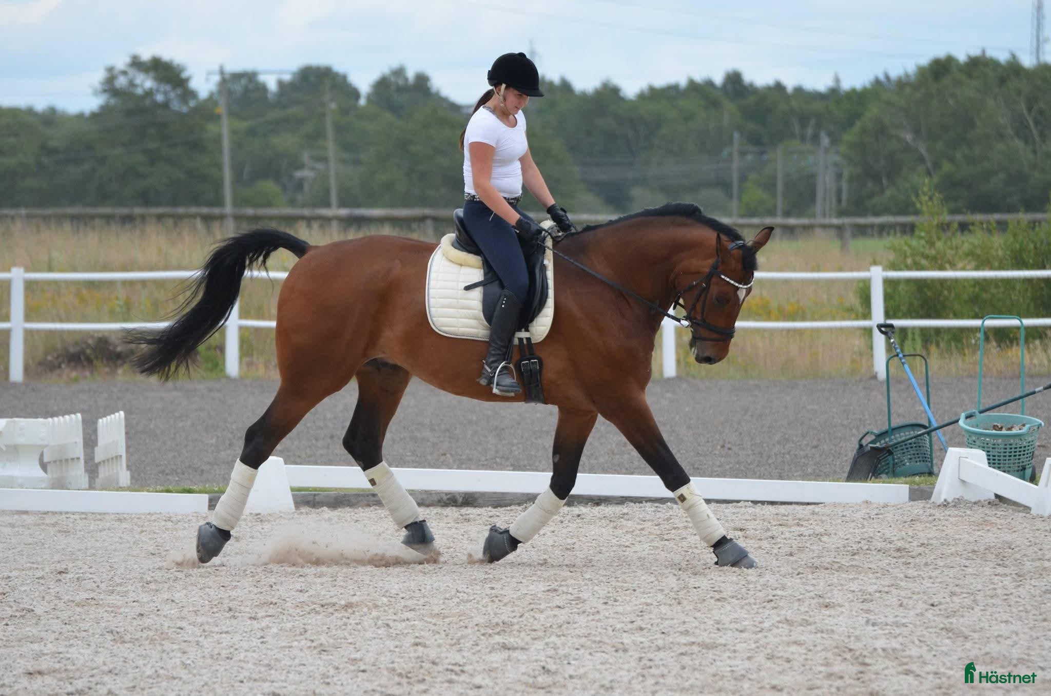  medryttarhäst sökes: Medryttarhäst sökes (Landskrona med omnejd) i Landskrona - Annons 8