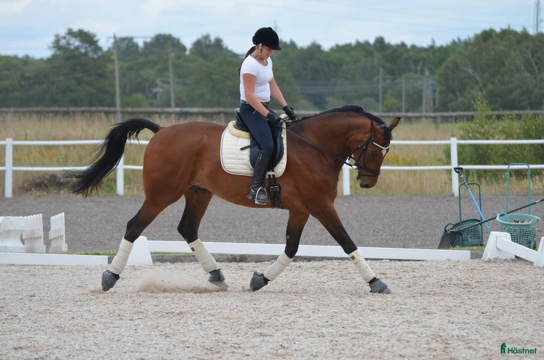  medryttarhäst sökes: Medryttarhäst sökes (Landskrona med omnejd) i Landskrona - Annons 1