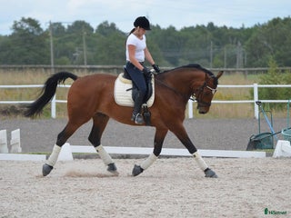 medryttarhäst sökes: Medryttarhäst sökes (Landskrona med omnejd) i Landskrona - Annons 8