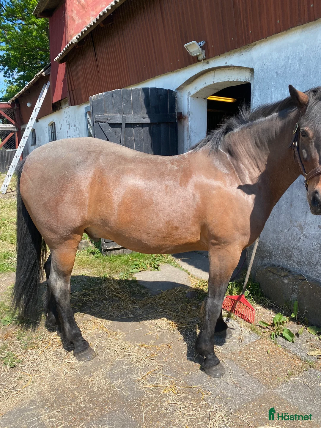 Övrigt hästar till salu: Trevlig valack för lättare ridning  i Eslöv - Annons 2