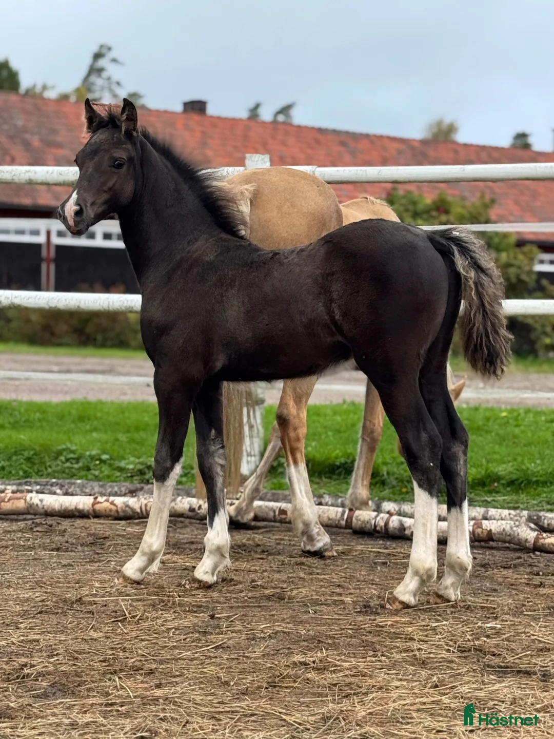 Allround hästar till salu: Snygg hingst med potential  - Annons 2