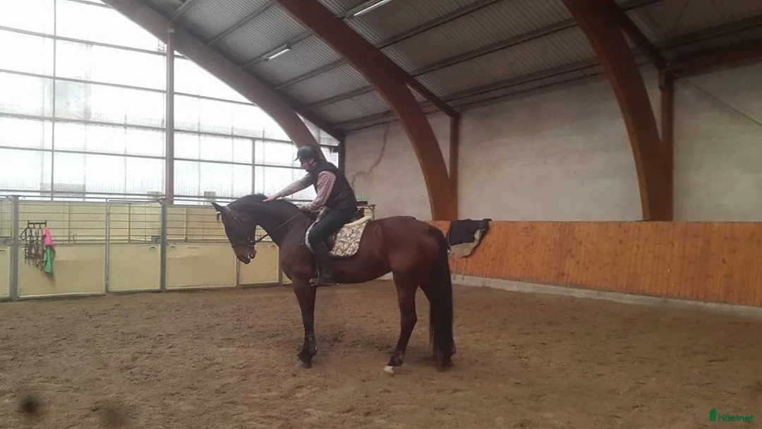  foderhäst finnes: Utlånas på foder i Sjuntorp - Annons 2